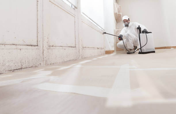 Black mold remediation team in Locust Hill
